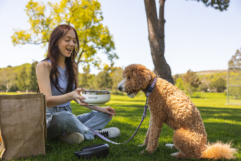 5 Ways to Keep Your Pet Cool In the Summer Heat